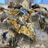 札幌市の牡蠣食べ放題まとめ8選【ランチや生牡蠣・安い店も】